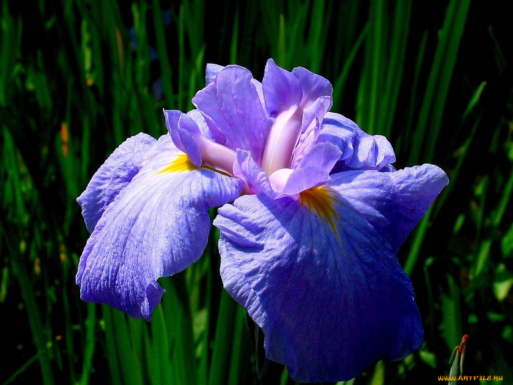 Каким цветом ирис цветок. Цветок Ирис Касатик. Ирис обыкновенный синий. Ирис (растение). Ирис Жемчужная роса.